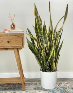 How to Grow Snake Plant Indoors | Mother-in-Law's Tongue Care