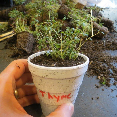 Thyme Growing Tips 3