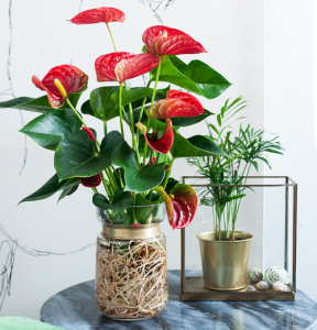 Anthurium Plant Care | How to Take Care of Anthurium