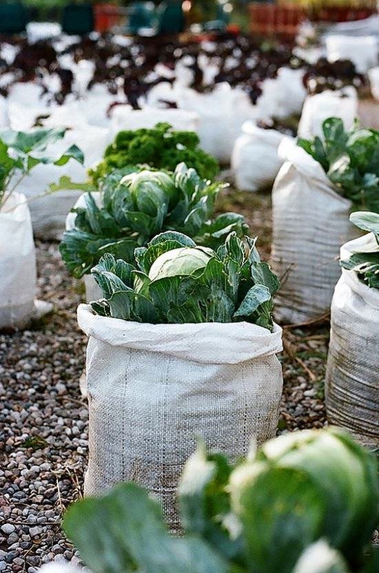12 Vegetables You Can Grow EASILY in Grow Bags