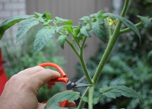 24 Vegetables that Grow from Cuttings! Number 4 Will Surprise You!