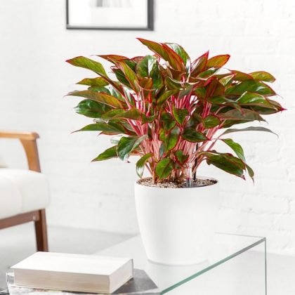 15 Impressive Red Indoor Plants | Houseplants with Red Leaves