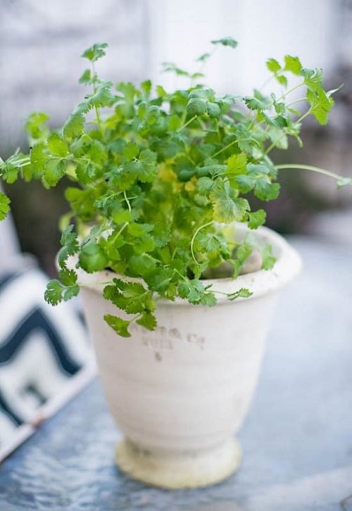 How to Grow a Mexican Herb Garden 