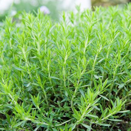 How to Grow French Herb Garden | Best French Herbs