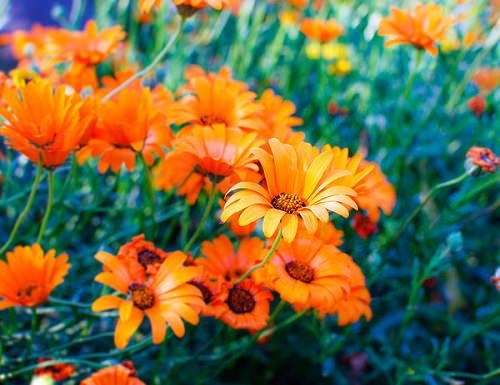 Calendula - Orange Flowers