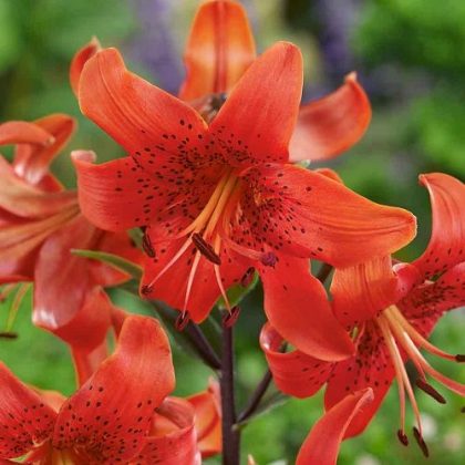 85 Best Types of Lilies | Garden Lily Variety Names | Balcony Garden Web