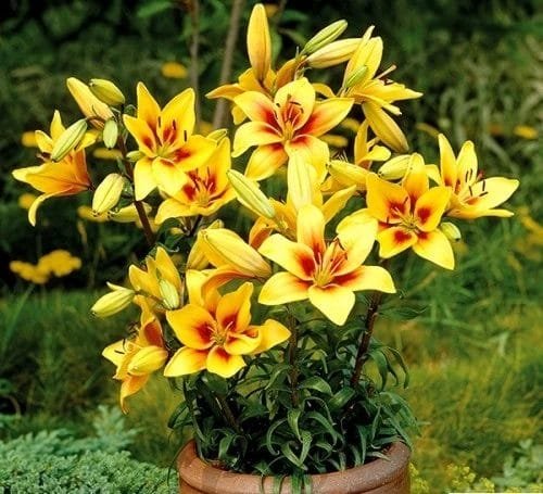 Best Types of Lilies 5