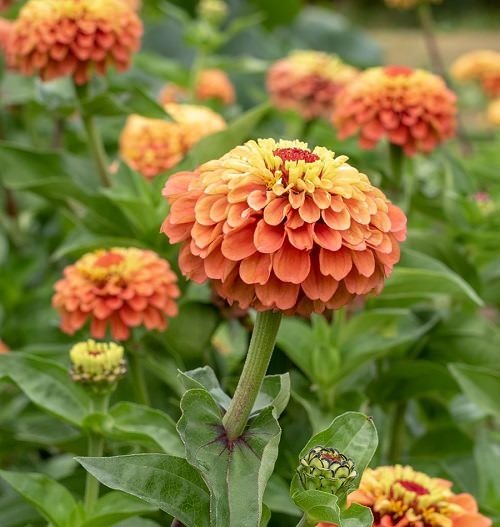 Types of Orange Flowers - Orange Zinnia