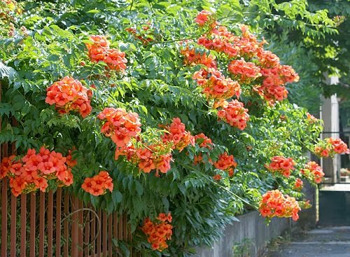 Trumpet Vine - Orange Flowers