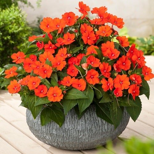 Types of Orange Flowers 8