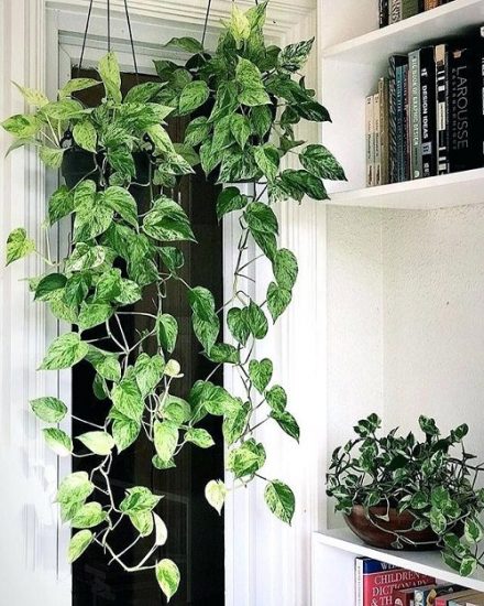 15 Best Plants for Gym | Houseplants for Home Gym