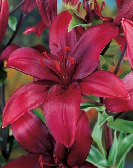 85 Best Types of Lilies | Garden Lily Variety Names | Balcony Garden Web