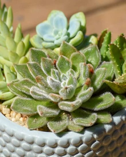 25 Best Echeveria Types | Echeveria Succulent Varieties