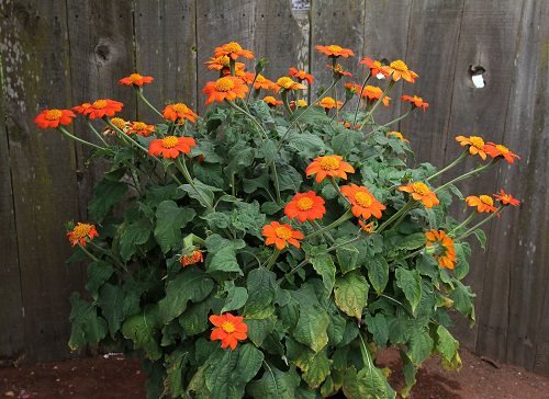 Types of Orange Flowers - Mexican Sunflower