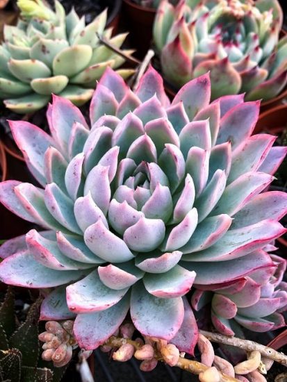 25 Best Echeveria Types | Echeveria Succulent Varieties