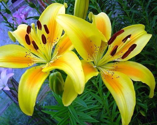 Best Types of Lilies 7