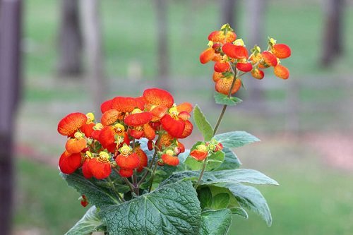 Types of Orange Flowers - Pocketbook Plant