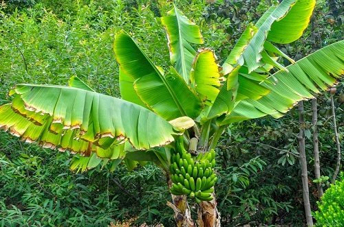 Do Bananas Grow on Trees or Bushes
