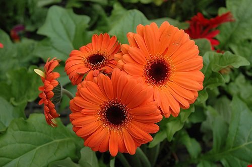 Gerbera Daisy - Orange Flower