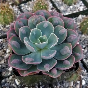 25 Best Echeveria Types | Echeveria Succulent Varieties