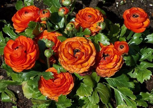 Types of Orange Flowers - Orange Persian Buttercup