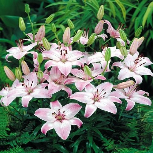 Best Types of Lilies 8