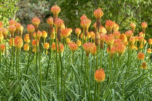 Orange Flowers - Torch Lily