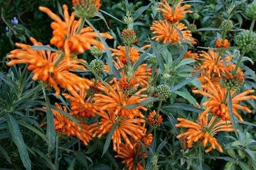 Lion's Tail - Orange Flowers