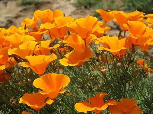 Types of Orange Flowers - California Poppy
