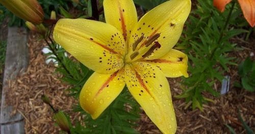 Best Types of Lilies 9