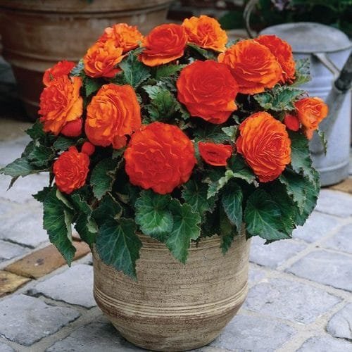 Orange Flowers - Orange Begonia