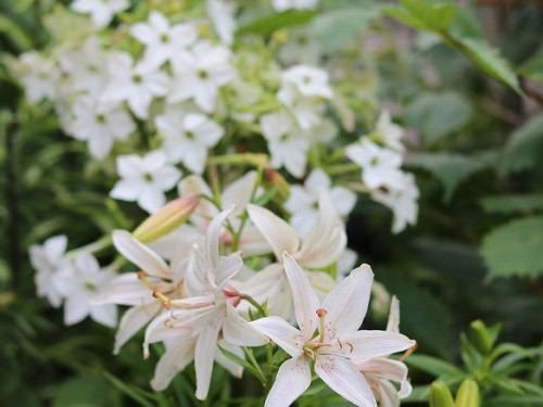 Best Types of Lilies 10
