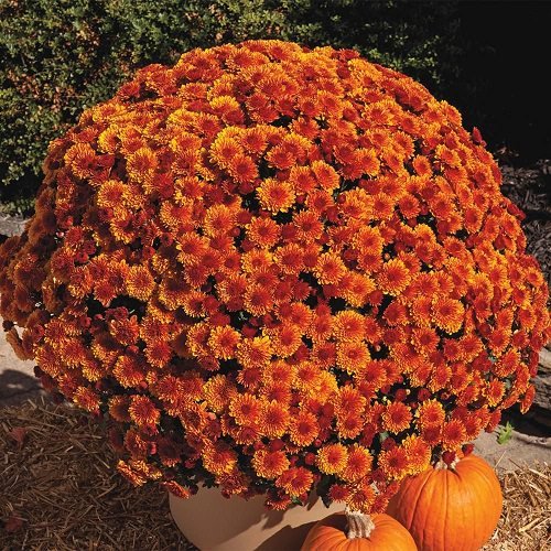 Types of Orange Flowers - Orange Chrysanthemum