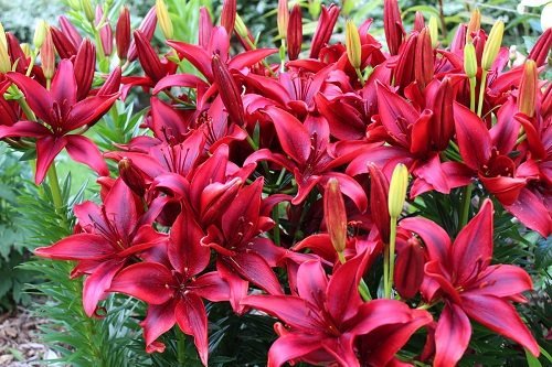 85 Best Types of Lilies | Garden Lily Variety Names | Balcony Garden Web