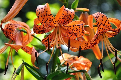 Orange Lily - Orange flowers