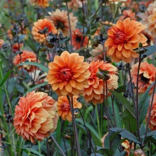 Types of Orange Flowers 16