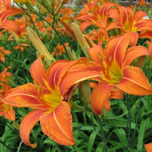 Orange Daylily - Orange Flowers