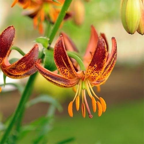 Best Types of Lilies 12