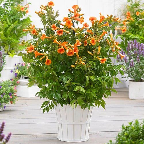 Types of Orange Flowers 18