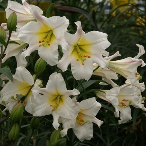 Best Types of Lilies 13