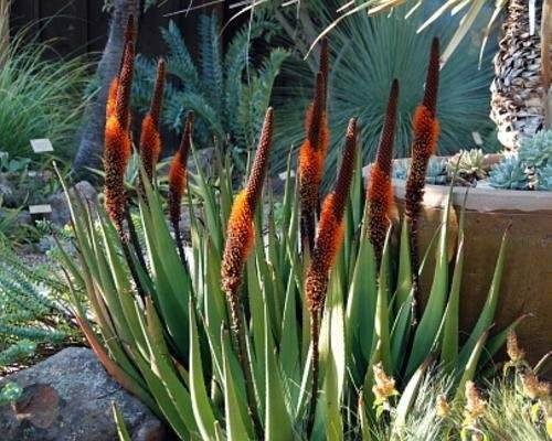 Orange Flowers - Cat's Tail Aloe