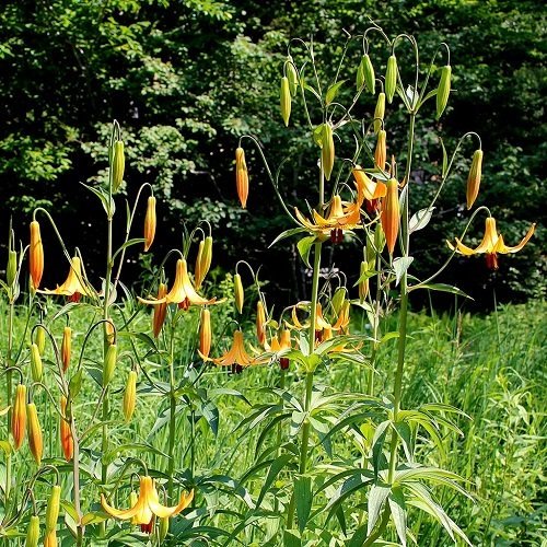 Best Types of Lilies 14