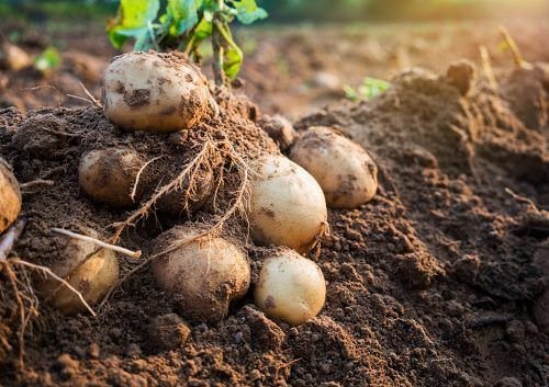 Vegetables that Grow Underground- Patato on Ground