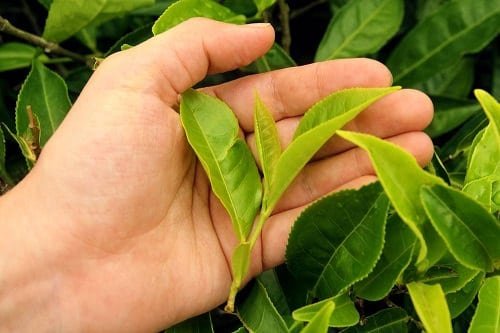Growing Tea Leaves at Home 2