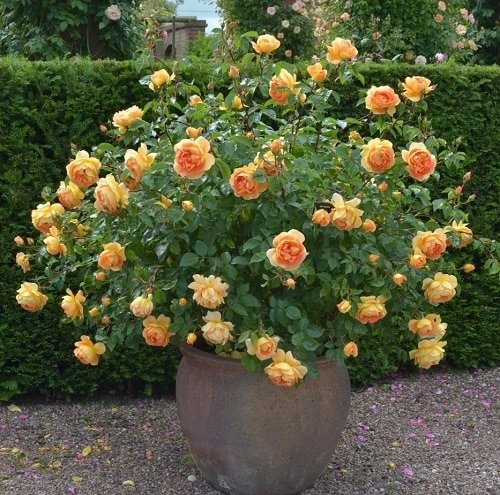 Rose - Orange Flowers