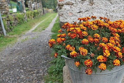 Types of Orange Flowers 21
