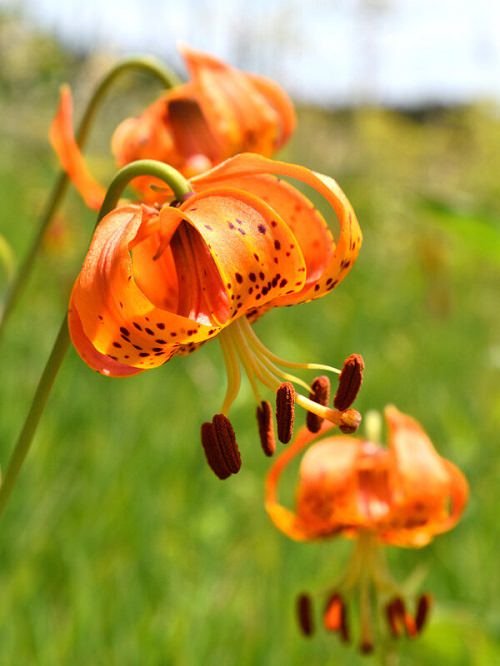 Best Types of Lilies 16