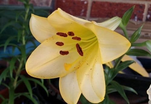 Best Types of Lilies 17