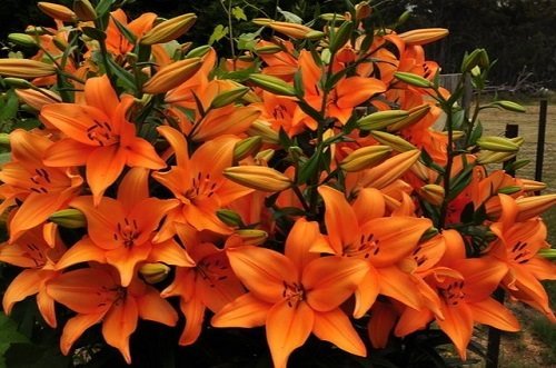Best Types of Lilies 2