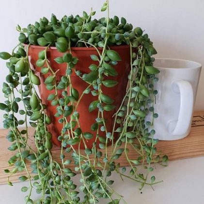 19 Best Senecio Varieties | Types of Senecios | Balcony Garden Web